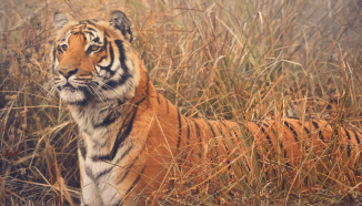 DBI Guide – Nexdigm’s Digital Business Integration Insights